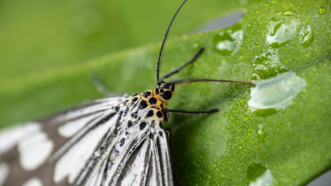 顛覆傳統認知,科學家首次證明植物和動物透過聲音互動