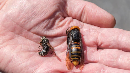 美國蜜蜂面臨滅絕危機，或引發全球糧食問題！