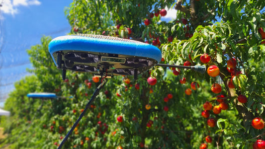 AI果農機器人能釆摘水果？
