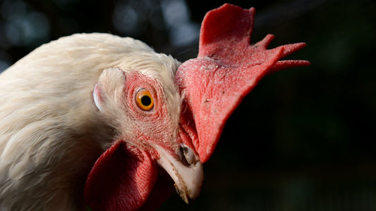科学家通过CRISPR基因編輯，培育出對禽流感病毒具有高度抵抗力的雞