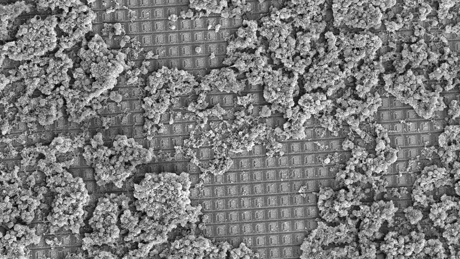 全球首台商用生物计算机CL1发布:由人类脑细胞驱动,开启生物智能新篇章! – Convo Media