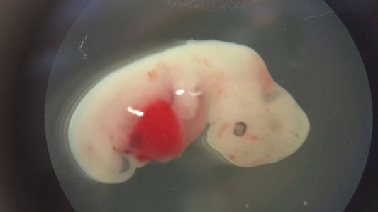 中國科學家首次在豬身上培育出“類人”器官!